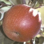 Fuji Kiku 8 ®