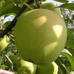 Golden Delicious Reinders ®