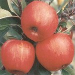 Red Elstar CPRO ®