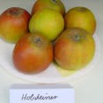 Roter Holsteiner Cox Ehlers