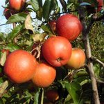 Rubinette ® Rosso Rafzubex