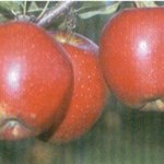Wellant ® CPRO ® nr. 47