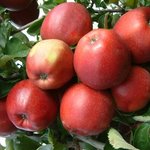 Wiltons ® Red Jonaprince