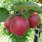 Gala Royal Beaut