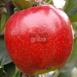 Aporo Mariri Red