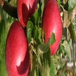 SQ159
