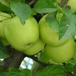 Granny Smith