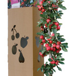 Redlane MiniTree
