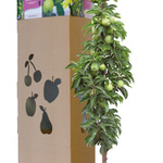 Moonlight MiniTree