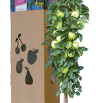 Goldlane MiniTree