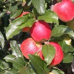 Appache
